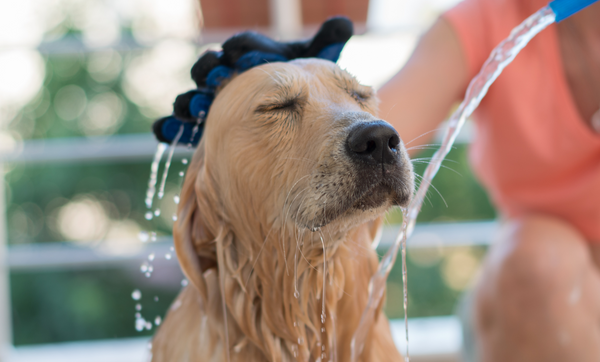 Dog Washes